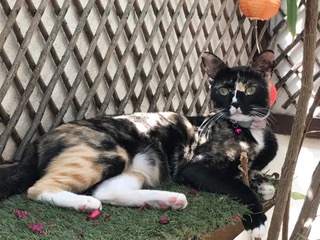 ship to malta, pet cargo