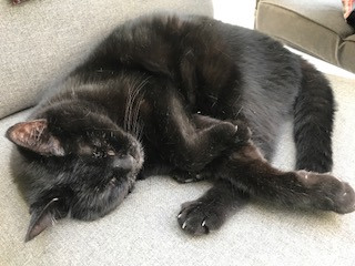 pet cargo, malta, transfer, ship, shippping, animal relocation, malta